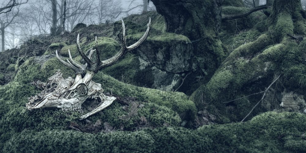 Stags skull in landscape