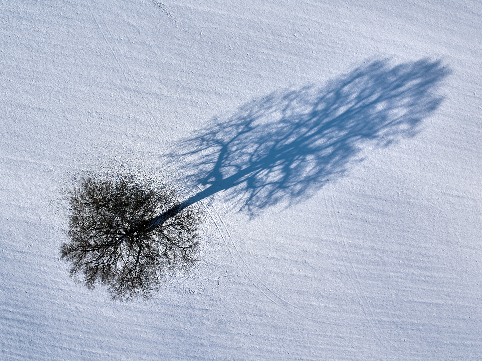 Aerial trees | Harniman